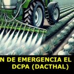 Prohíben herbicida de amplio uso -Dacthal - .. por alto riesgo para la salud