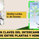 Detectan canales de comunicación entre las plantas y los hongos