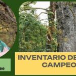 EL programa de árboles campeones, en EE.UU