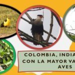 Nuevo conteo de aves: Colombia, Brasil y Ecuador .. entre los primeros