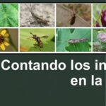 Evaluando la biodiversidad .. a nivel urbano: AMS-MIT