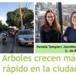 En la ciudad .. los árboles crecen cuatro veces más rápido