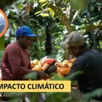 Impacto climático exige una mayor polinización para el cacao