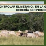 Frenar emisiones de metano, del ganado, es prioritario en la agenda agrícola