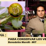 Aplican melatonina para mantener los vegetales en buen estado