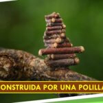 La casa de palos de madera.. construida por la larva de una polilla