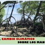 Evalúan impacto del cambio climático en los manglares del mundo
