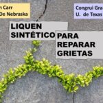 Utilizan hongos y  bacterias para reparar grietas en el hormigón