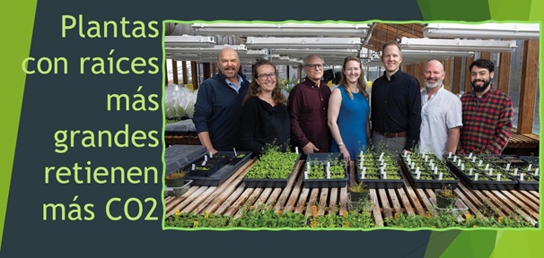 Plantas que guardan el CO2 por largo tiempo(Cortesía Instituto Salk)