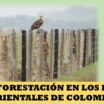Se subestima la pérdida de biodiversidad en las llanuras colombianas