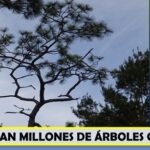 Más de 300 millones de árboles ..caen por efecto de los rayos