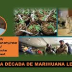 10 años de la legalización de la marihuana en EE.UU.. y sus efectos