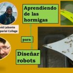 Inspirados en las hormigas .. para diseñar equipos de robots