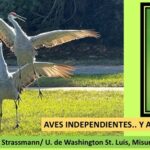 Aves: ventajas y desventajas de actuar solas o en manadas