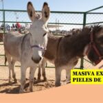 4 millones de pieles de burros africanos .. van a la industria medicinal china