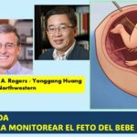 Dispositivo para monitorear la salud fetal..directamente en el útero