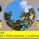 Más fertilizantes.. no aseguran mejores cosechas de mandarinas