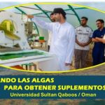 Obtienen suplemento alimenticio.. de las algas