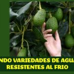 Desarrollan variedades de aguacate.. tolerantes al frío.. en la Florida