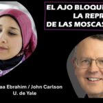 El ajo... inhibe el aparato reproductivo de las moscas: U. de Yale