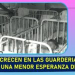 La tasa de mortalidad es más alta, entre los niños que crecen en las guarderías