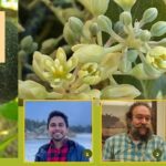 Descubren gen .. que define floración y crecimiento del árbol del aguacate
