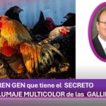 Analizando 10.000 genomas de gallinas.. para entender sus plumajes multicolores