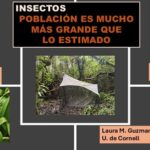 Población de insectos de Costa Rica, permite hacer una proyección mundial de la especie (Cortesía U. de Connecticut)