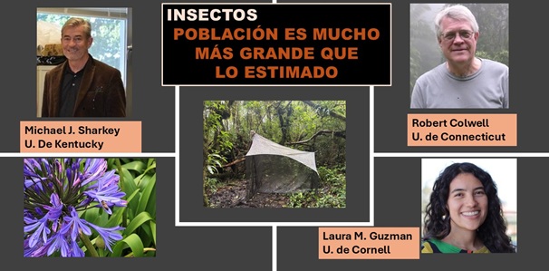 Población de insectos de Costa Rica, permite hacer una proyección mundial de la especie (Cortesía U. de Connecticut)