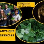 Con sustancias obtenidas de vegetales y un sapo.. crean planta psicodélica
