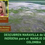 Descubren avanzada ingeniería ancestral para manejar el agua, en zonas de inundación en Colombia: U....