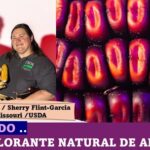 Prueban variedad de maíz morado.. como colorante de alimentos: U. de Missouri