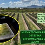 Detector que anticipa el riesgo de enfermedades en los viñedos: U. de Cornell