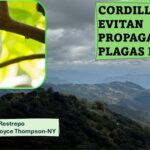 Siguiendo la huella de una de las peores plagas del cacao: Instituto BTI