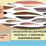 El Atlas de los peces cuchillo, y sus familiares.. las anguilas: U. de Drexel