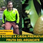 Identifican factores que inciden en la caída prematura de los aguacates: CSIRO